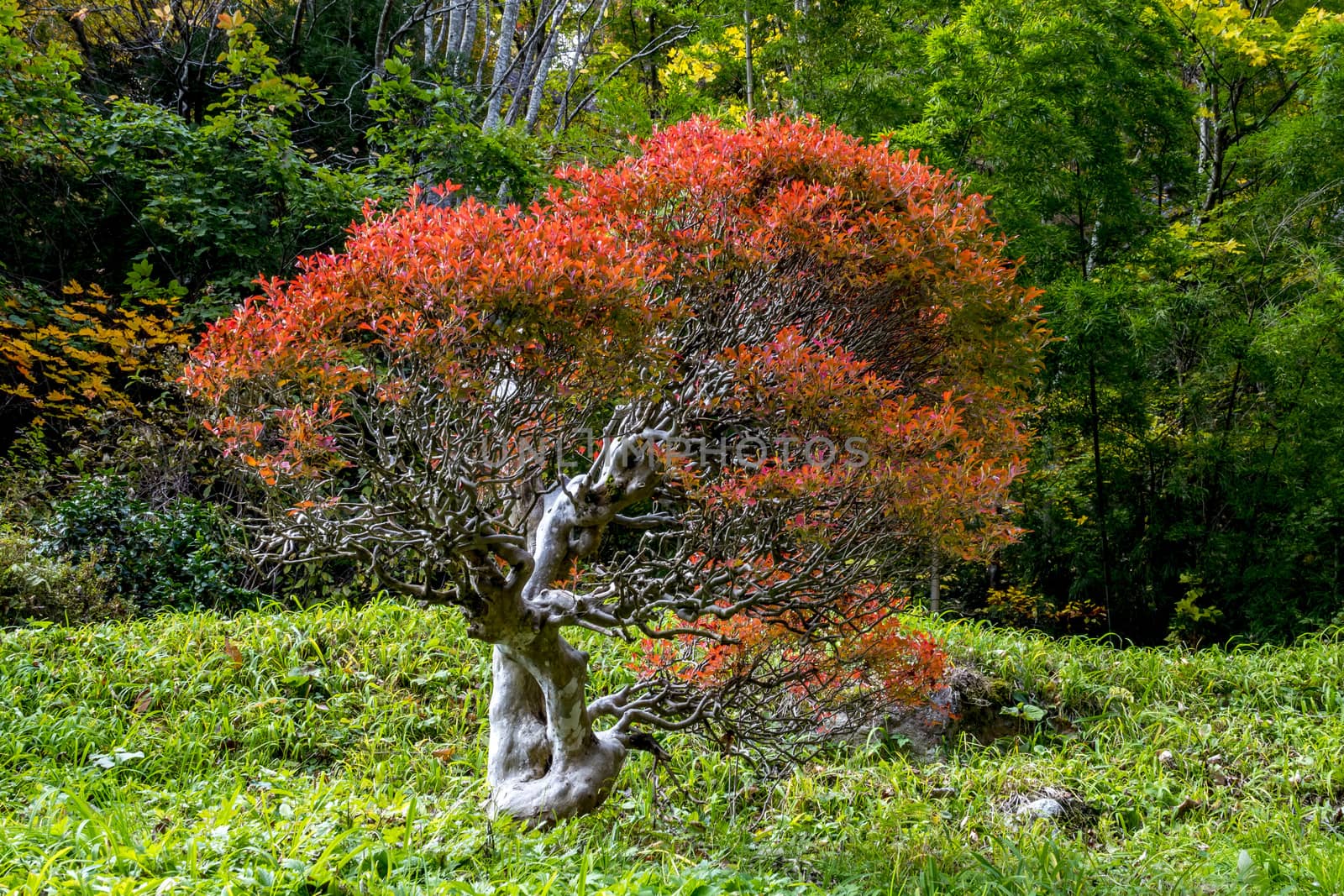 The colourful leaves in Autumn at Risshaku Temple of Yamagata,Japan.