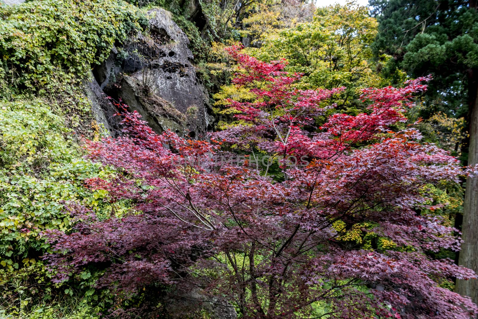 The colourful leaves in Autumn at Risshaku Temple of Yamagata,Japan.