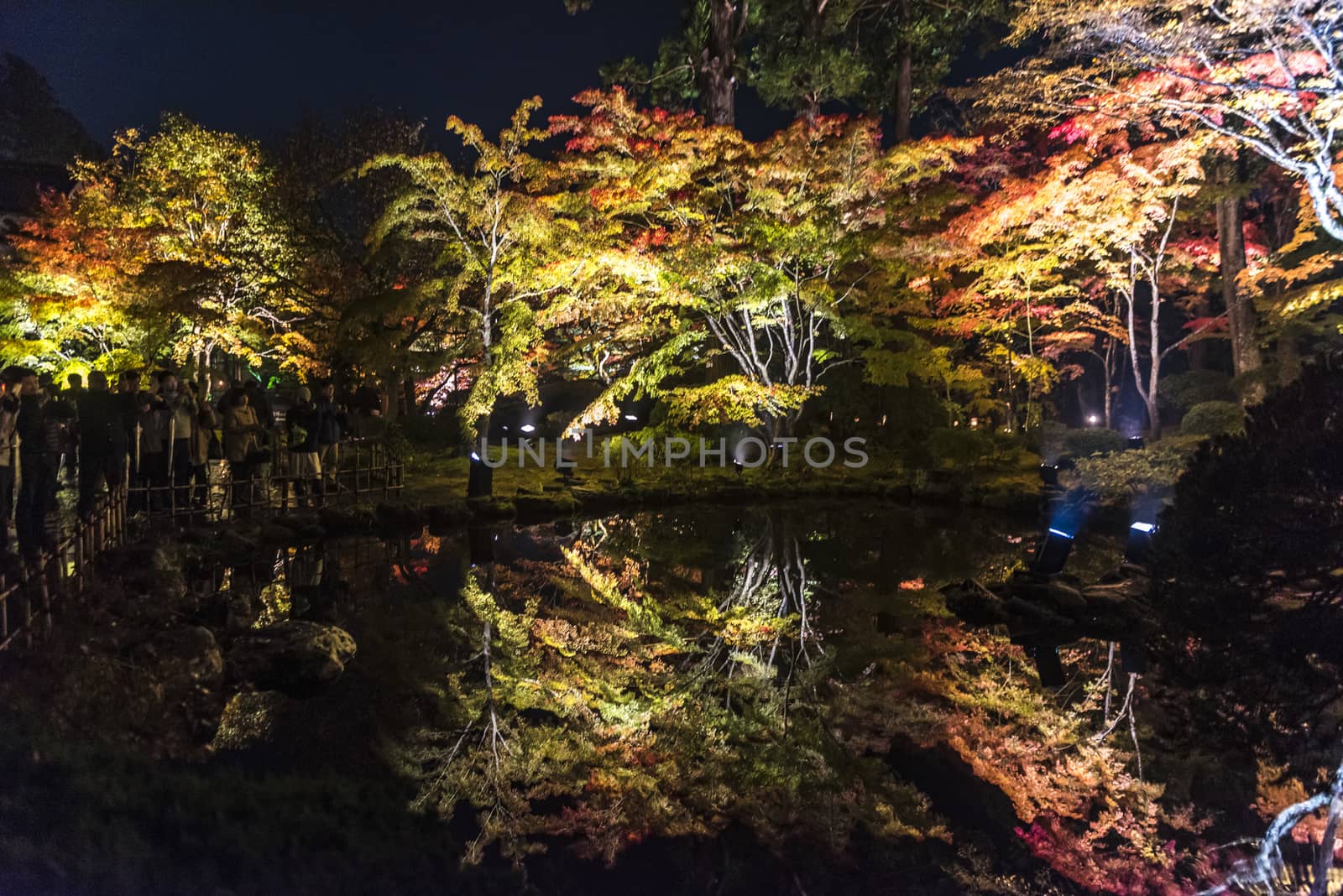 The colourful leaves by JasonYU