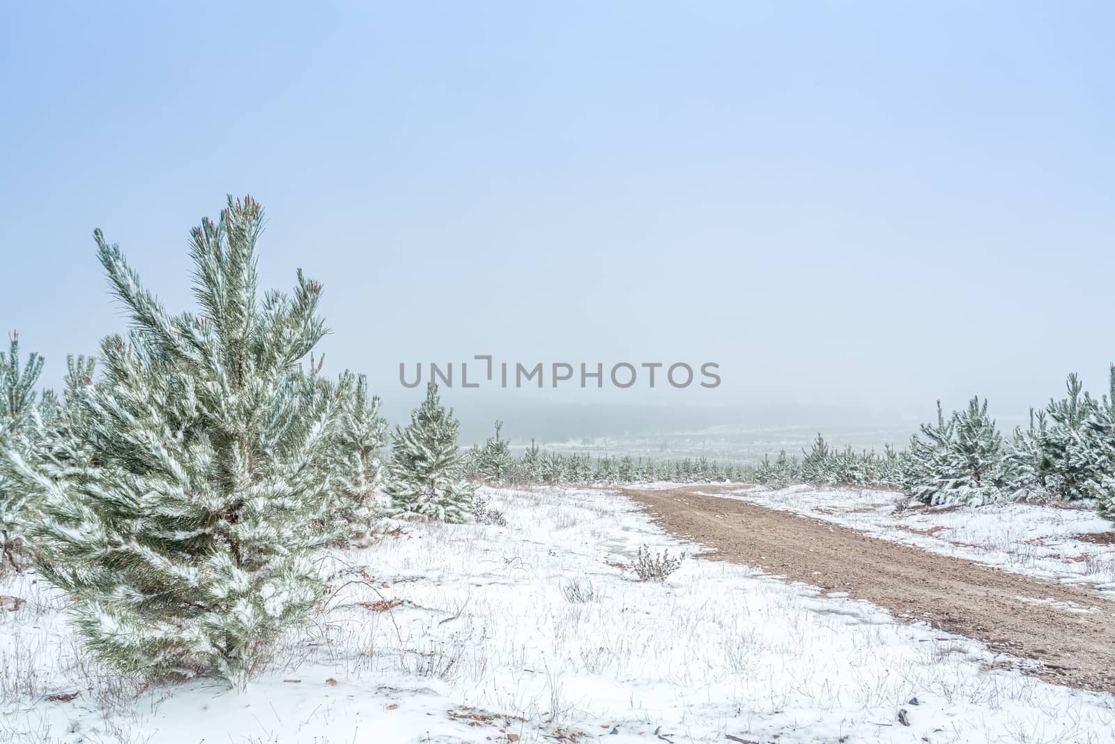 Dirt road through pine forest in snow covered winter by lovleah