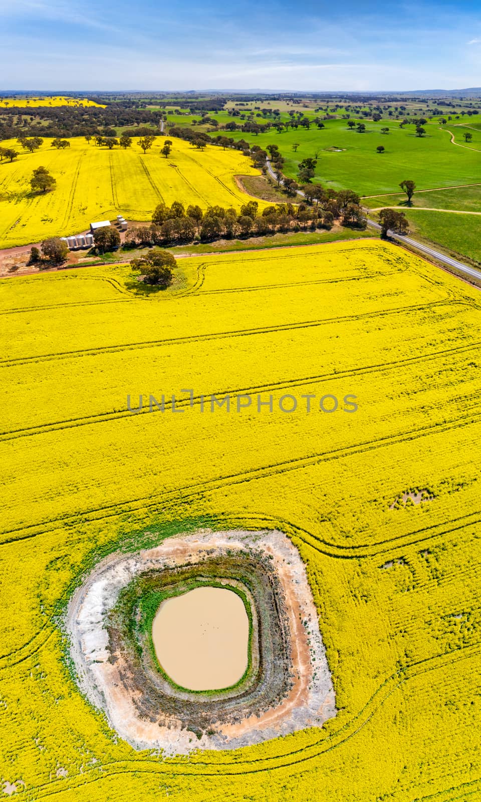 Panoramic aerial views of canola and grazing fields in rural Aus by lovleah