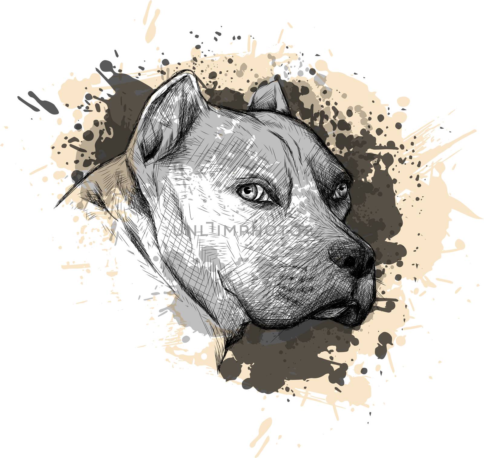 Dog. Portrait of a Pitbull. Closeup on a white background, with elements of squirt and drip paint.