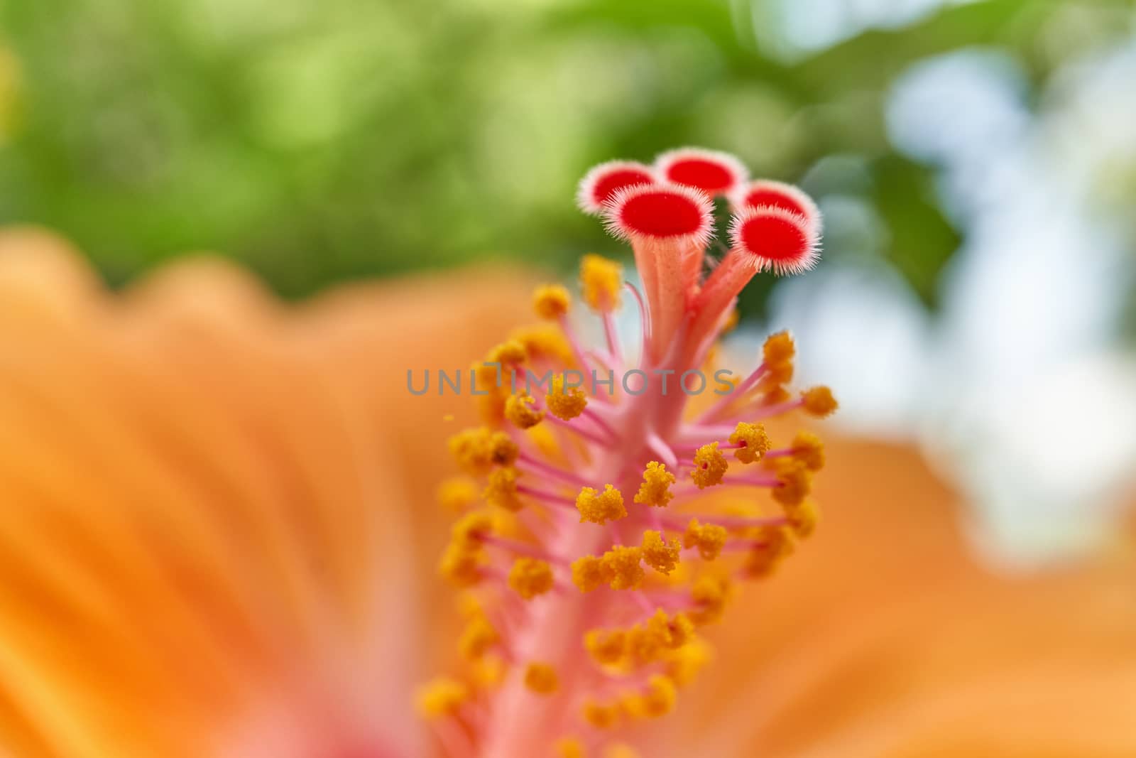 Pollen of blur Hibiscus rosa sinensis bokeh of leaves by eaglesky