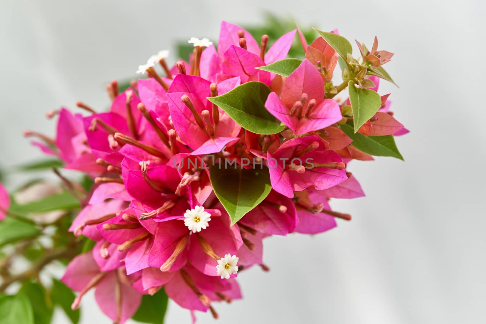 Bouquet of red bougainvillea blooming flower with green leaves with white wall.