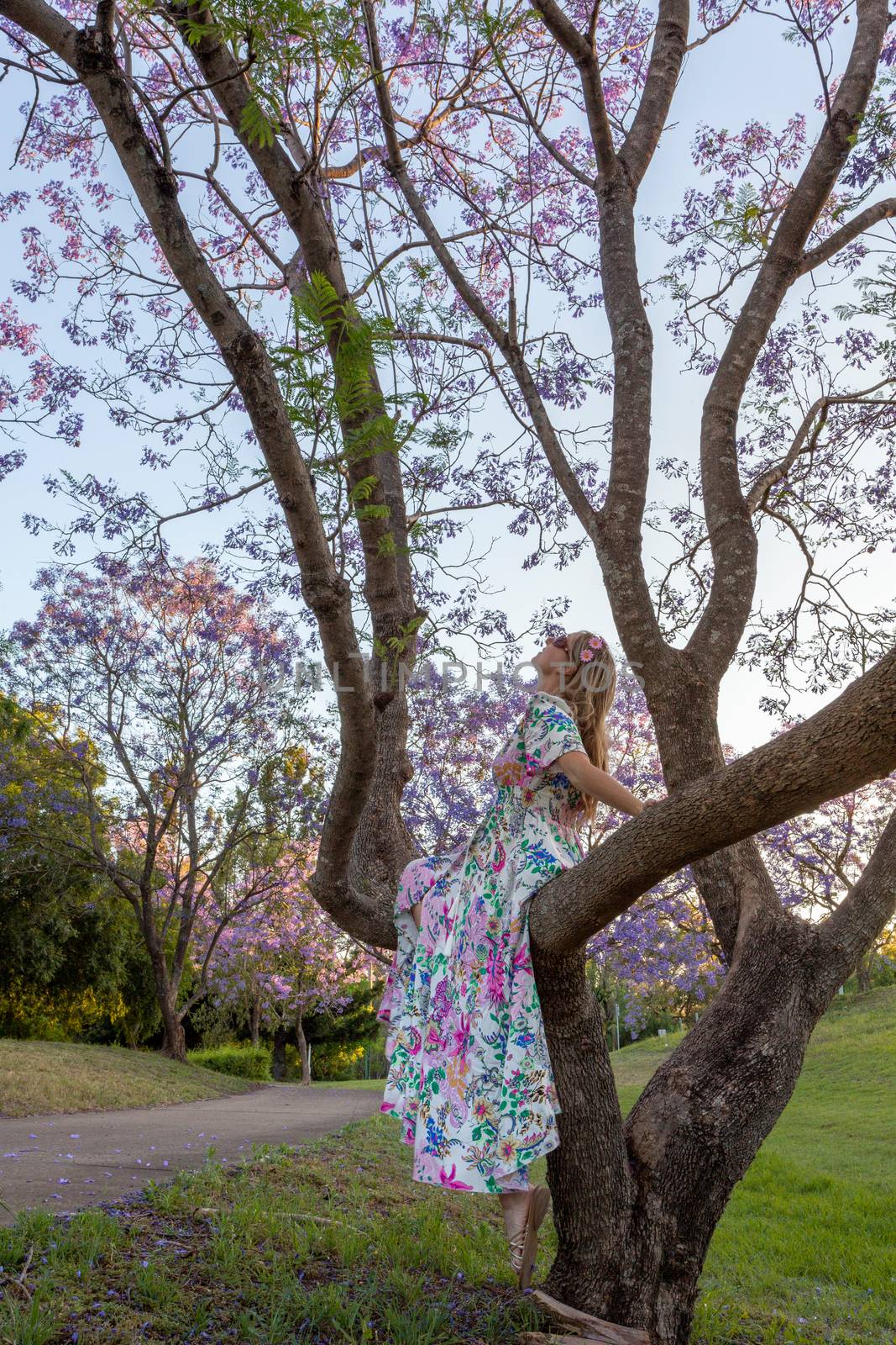 A woman sits in the branch of a tree admiring purple Jacaranda f by lovleah