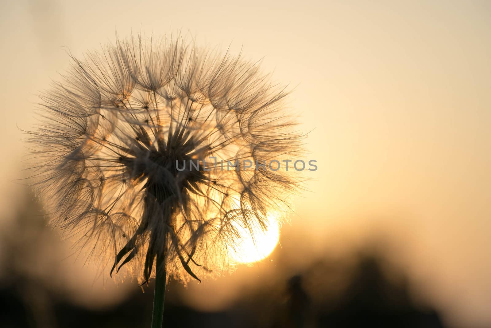 Dandelion against the backdrop of the setting sun