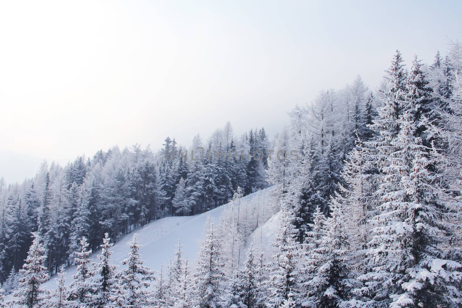 Slope in fir forest on the skiing resort Soelden Austria