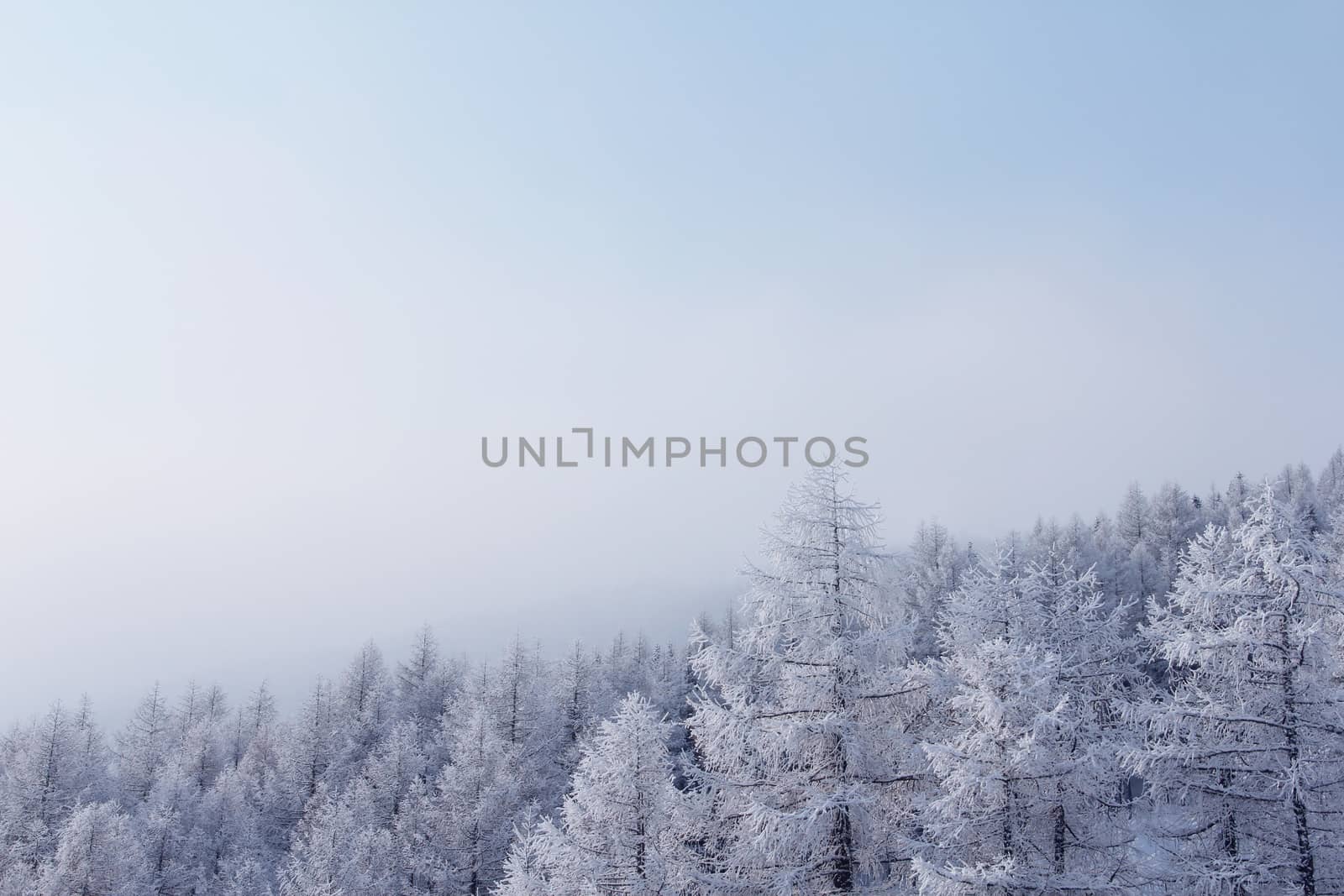 Winter mountain forest in Soelden by destillat