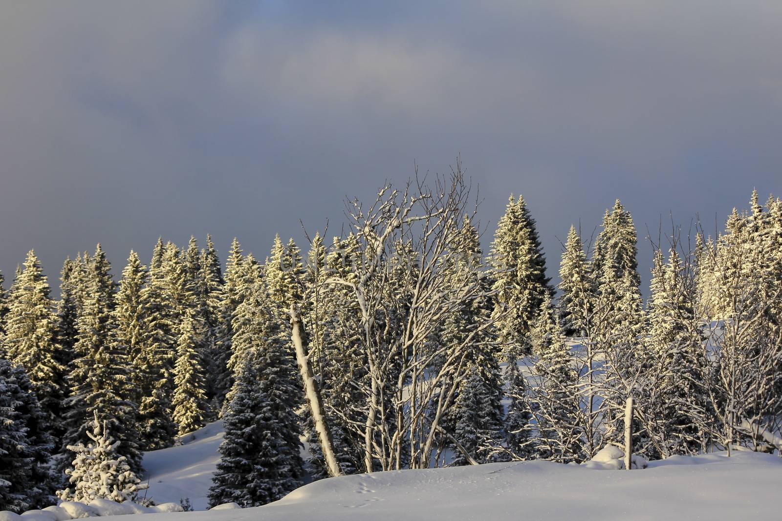 very beautiful winter landscape with fir trees white