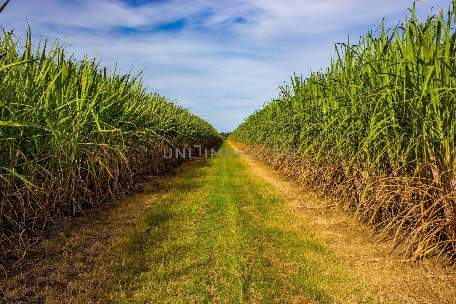 Service pathway running between sugarcane fields.