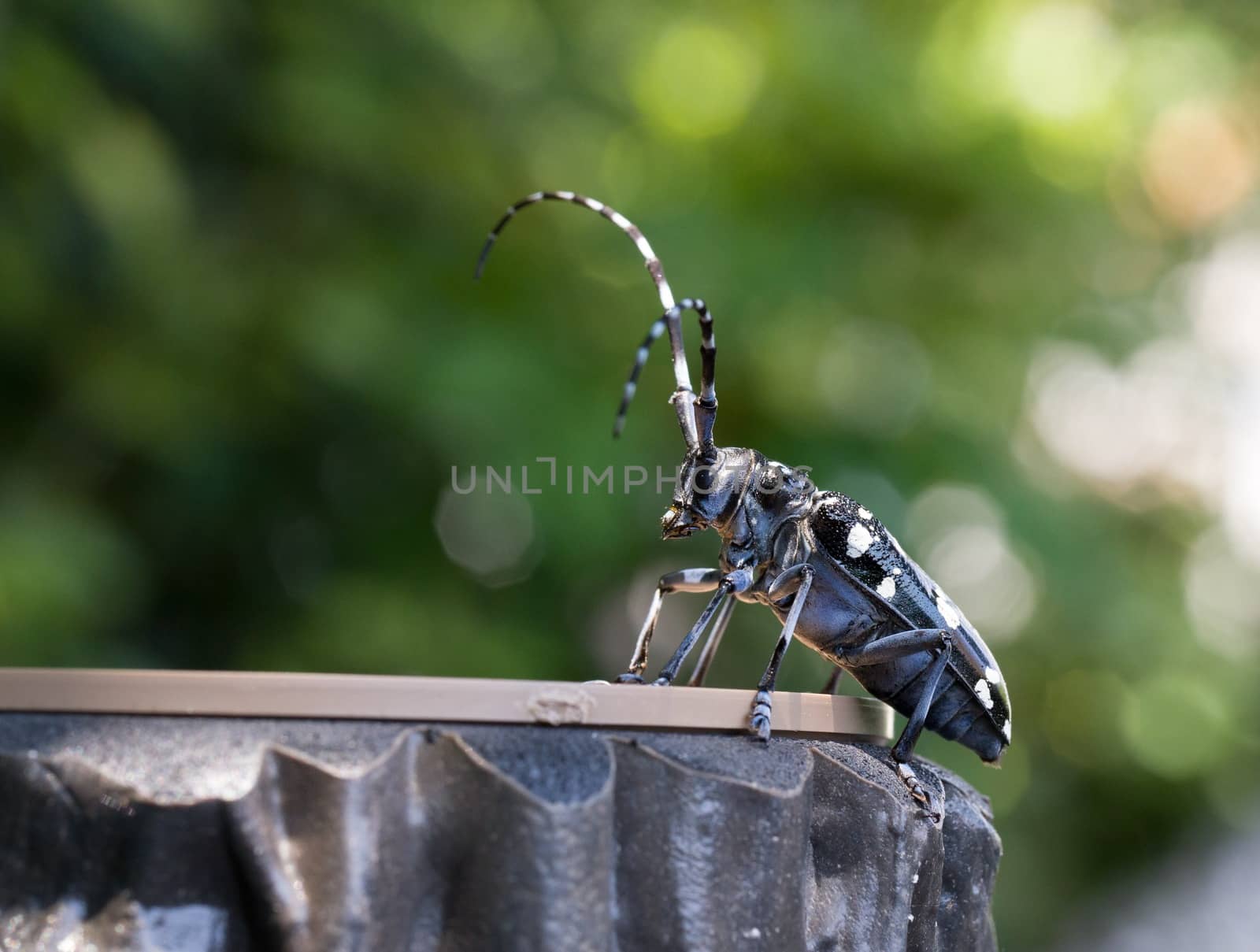 Asian long horned beetle. by blueandrew8000@hotmail.com