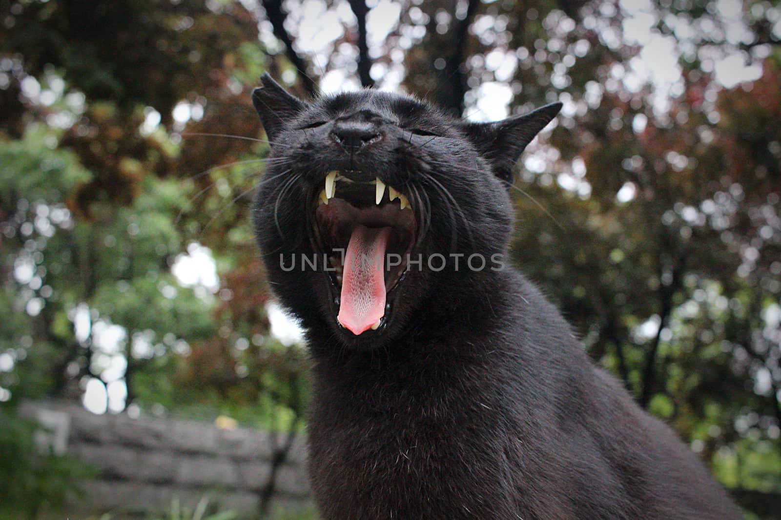 Cat resting and yawning in a park in Osaka.
