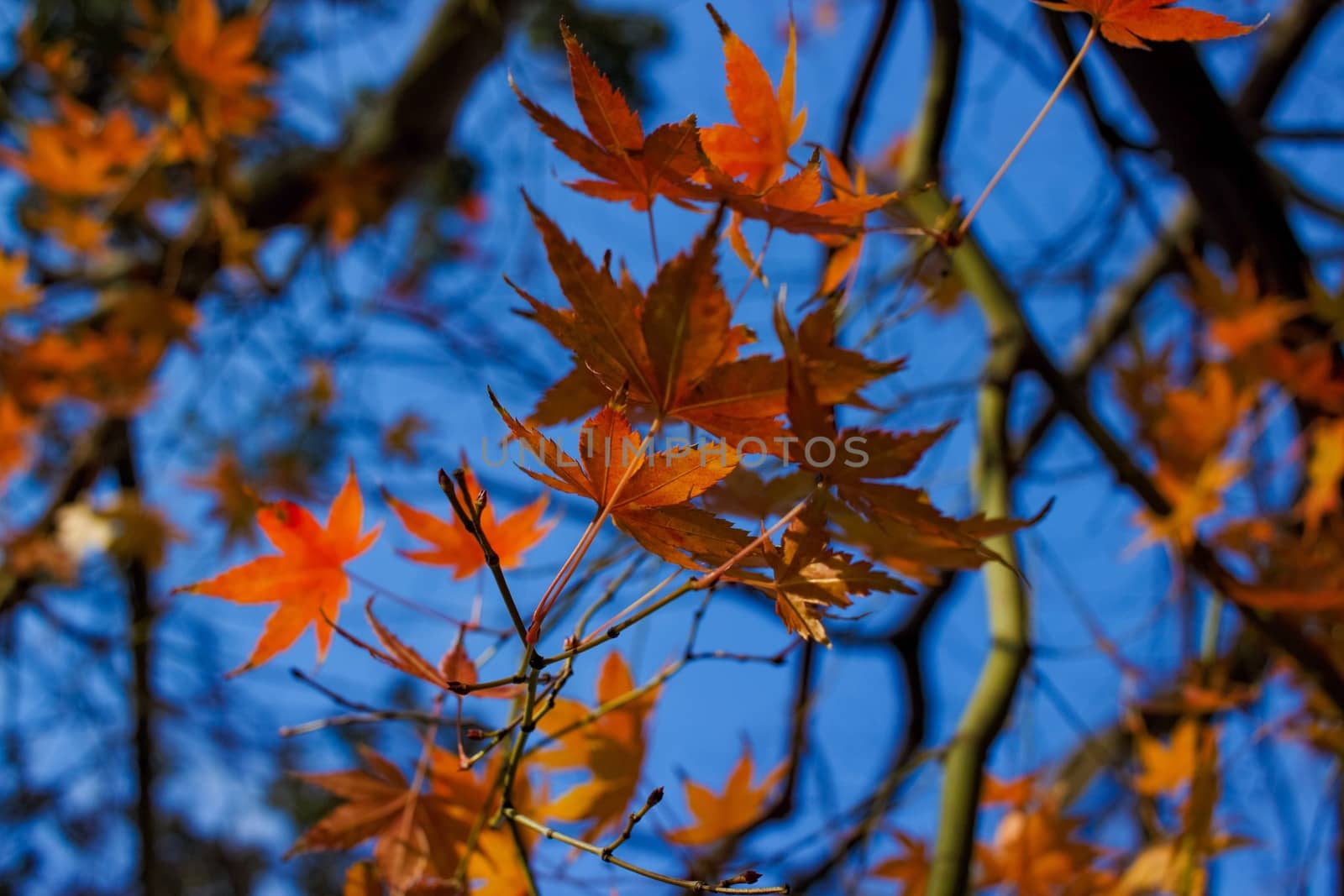 Autumn leaves. by blueandrew8000@hotmail.com