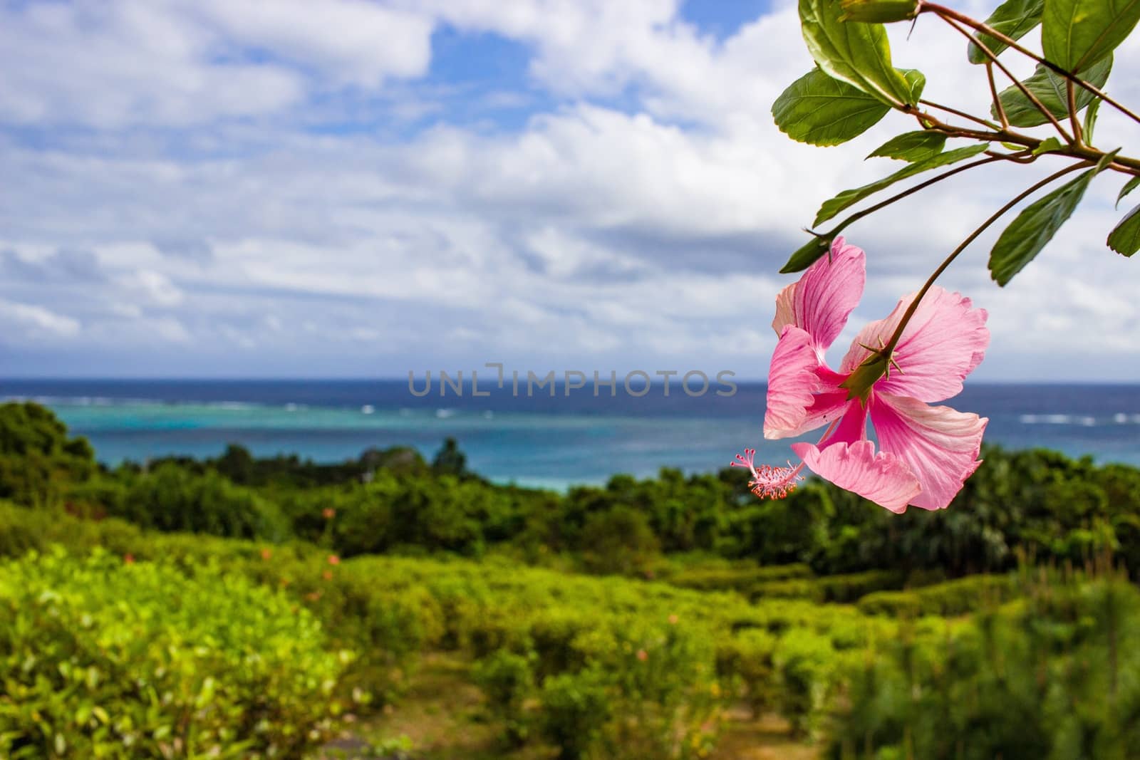 Hibiscus flower, beautiful green landscape and blue ocean.
