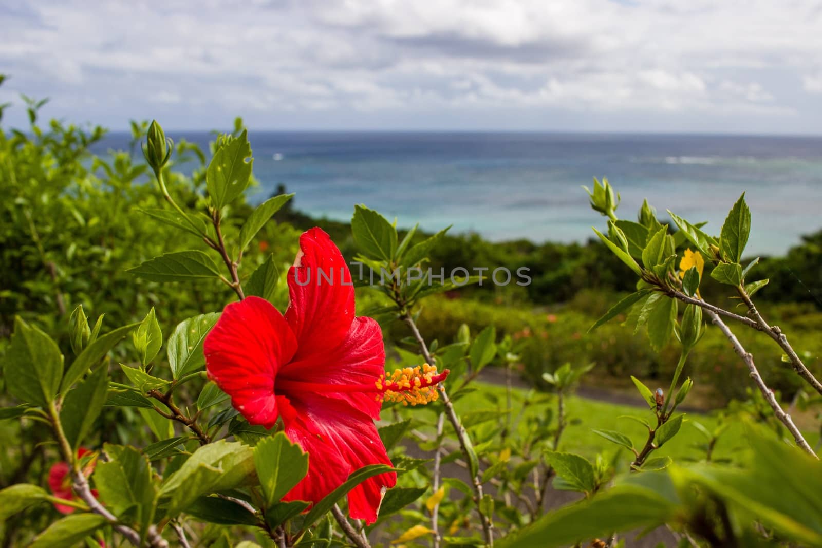 Red Hibiscus flower, Ishigaki island, Okinawa. by blueandrew8000@hotmail.com