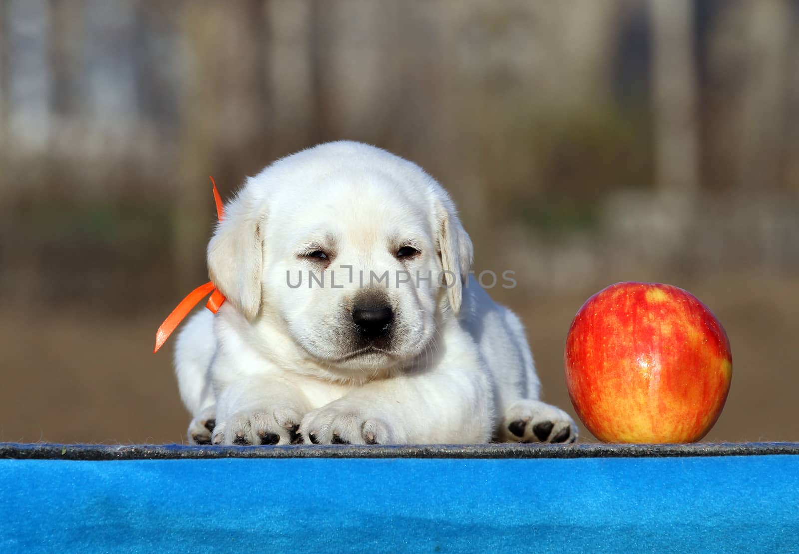 the little labrador puppy on a blue background