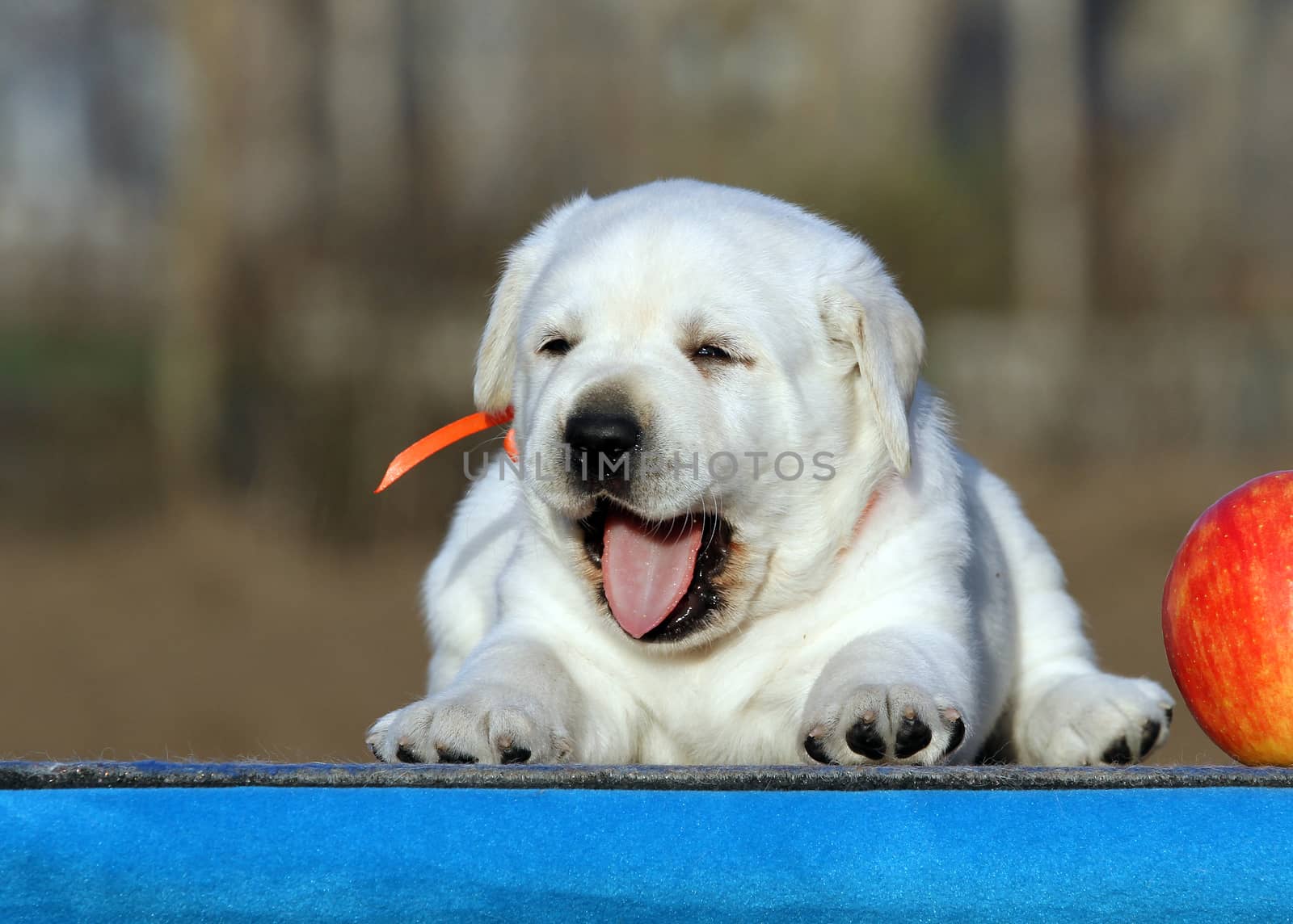 a little labrador puppy on a blue background