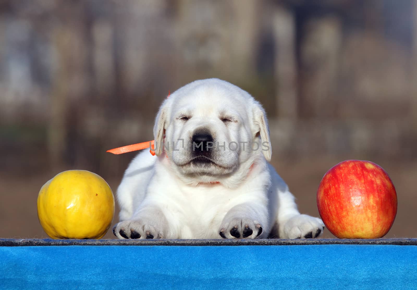 little labrador puppy on a blue background