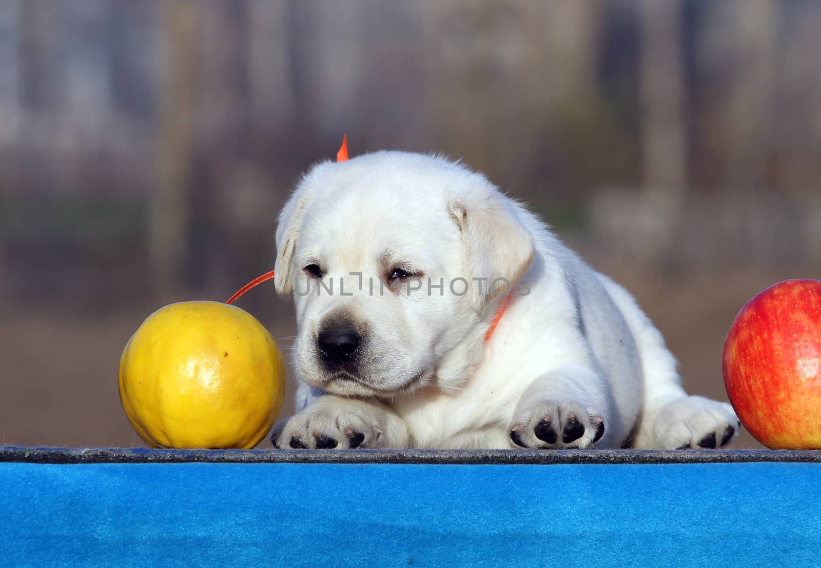 sweet little labrador puppy on a blue background