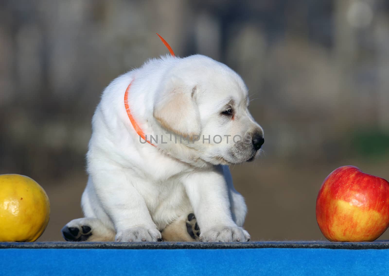 a sweet little labrador puppy on a blue background
