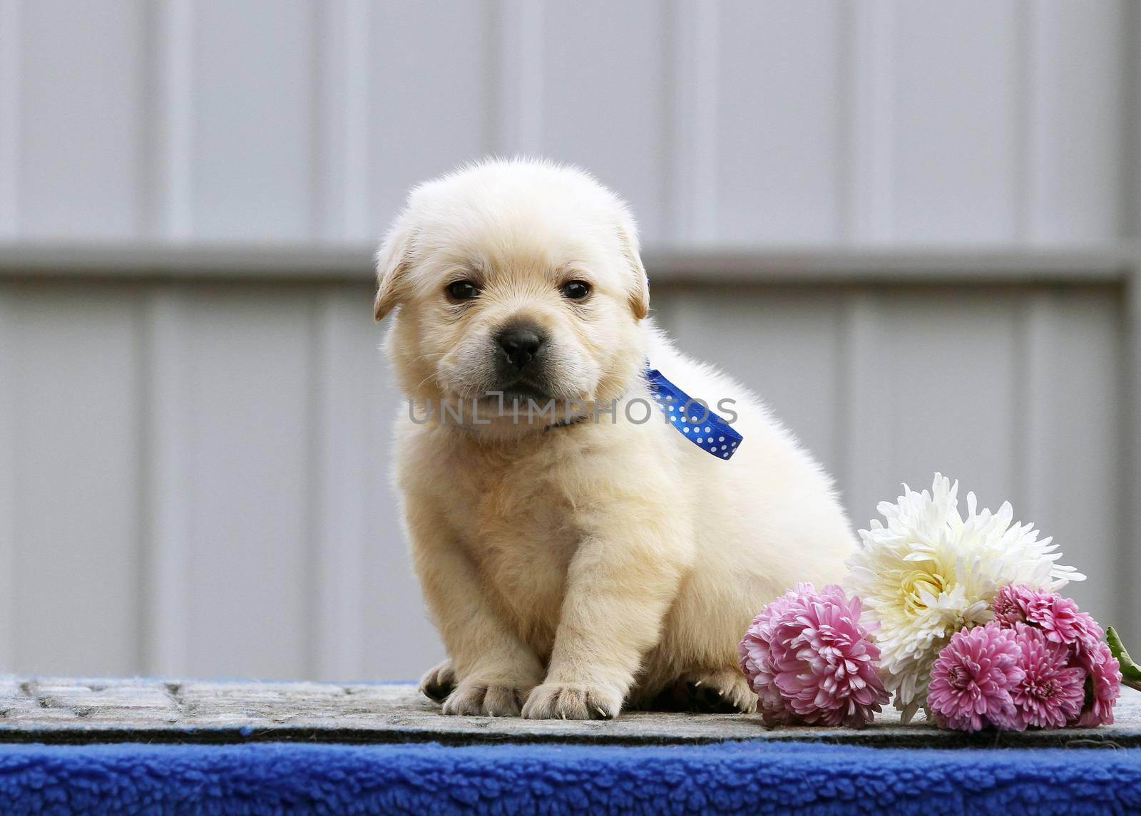 a nice sweet little labrador puppy on a blue background