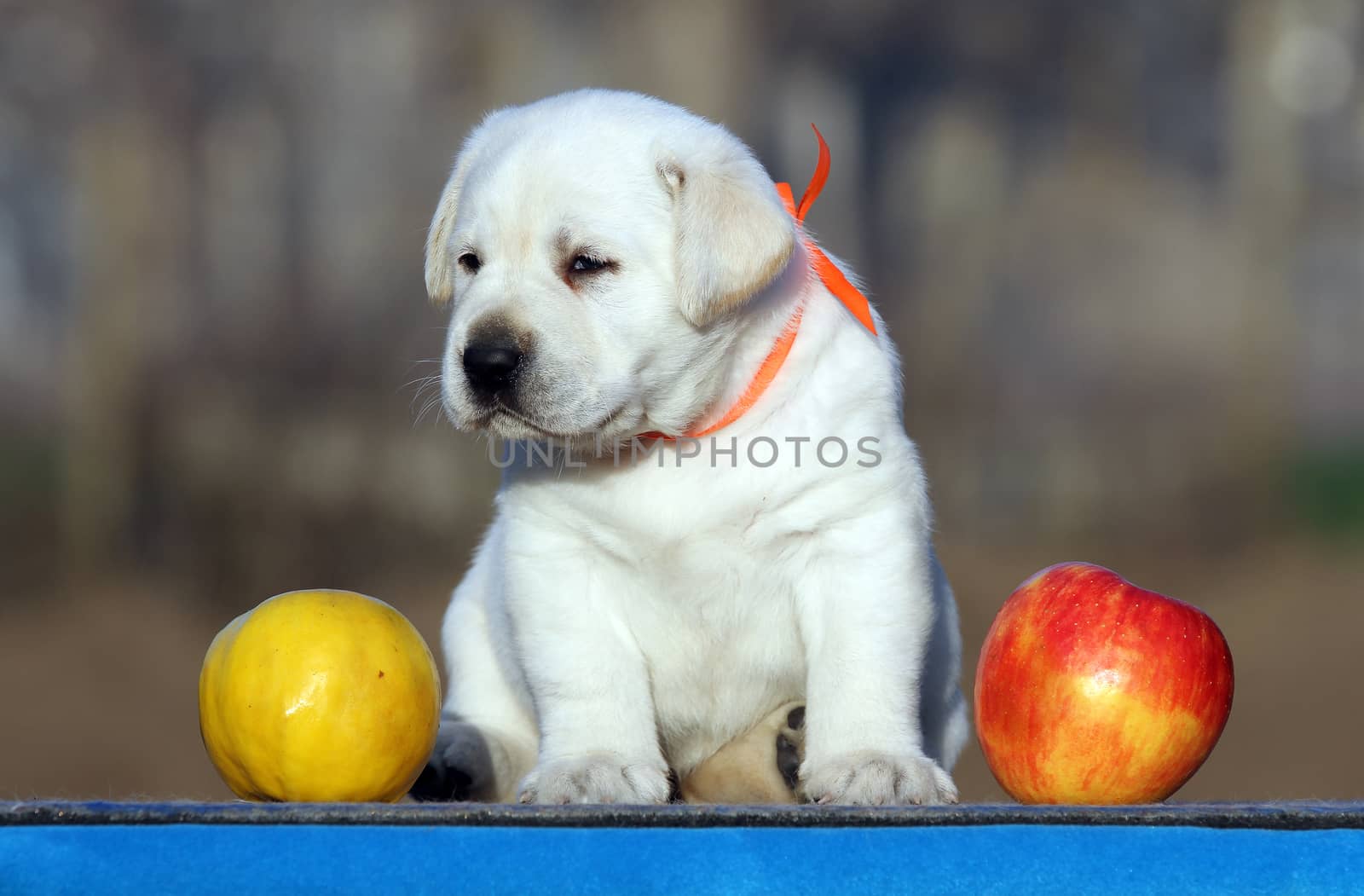 the sweet little labrador puppy on a blue background
