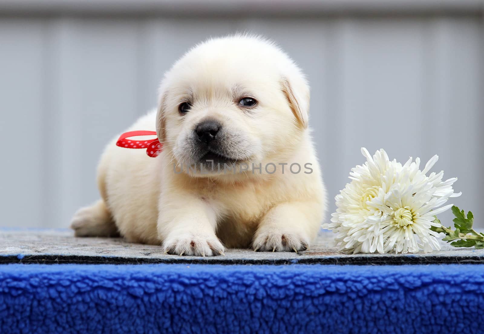 cute nice sweet little labrador puppy on a blue background