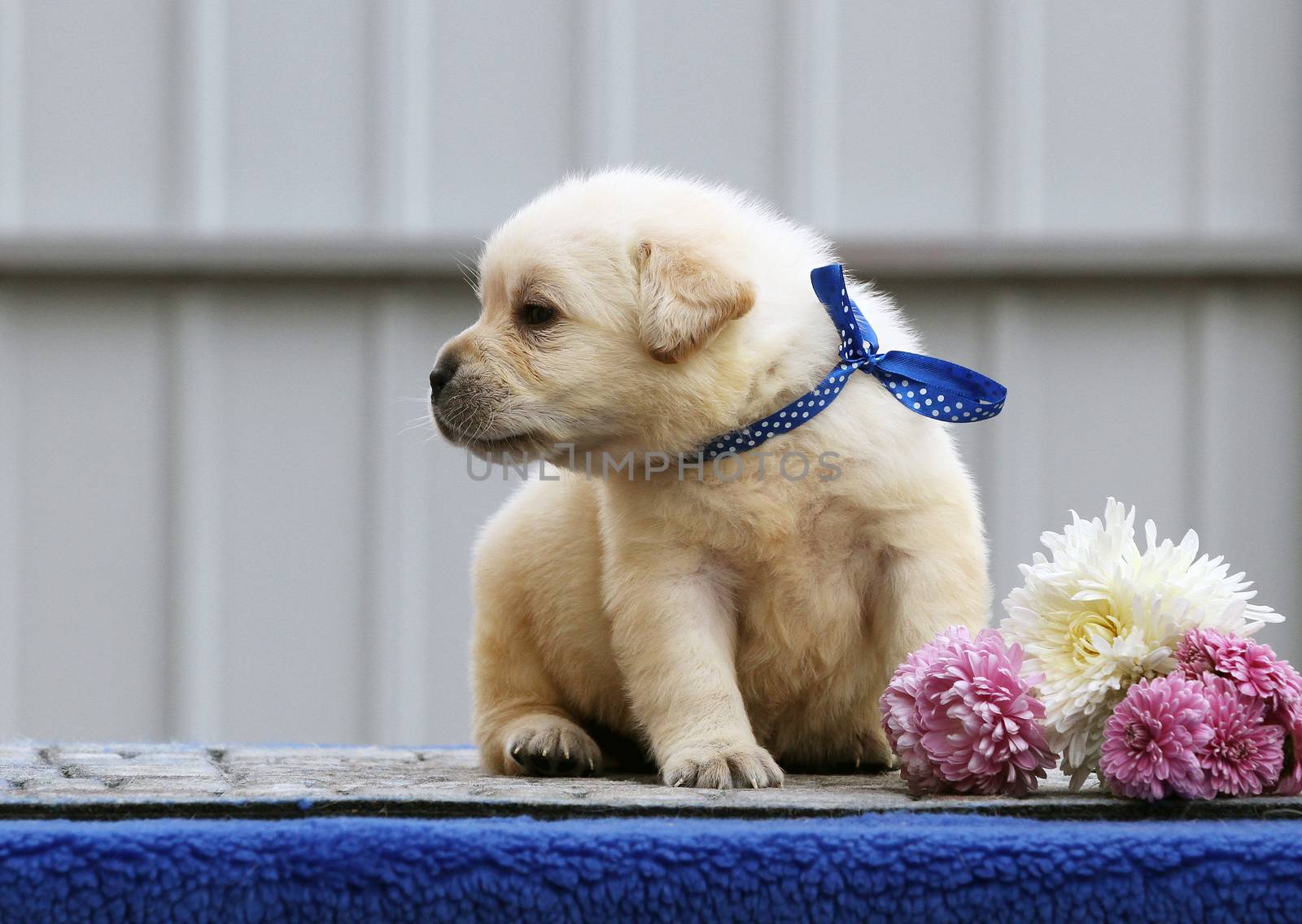 the nice sweet little labrador puppy on a blue background