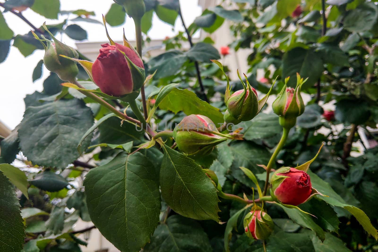 Beautiful roses in garden, roses for Valentine Day. by kip02kas