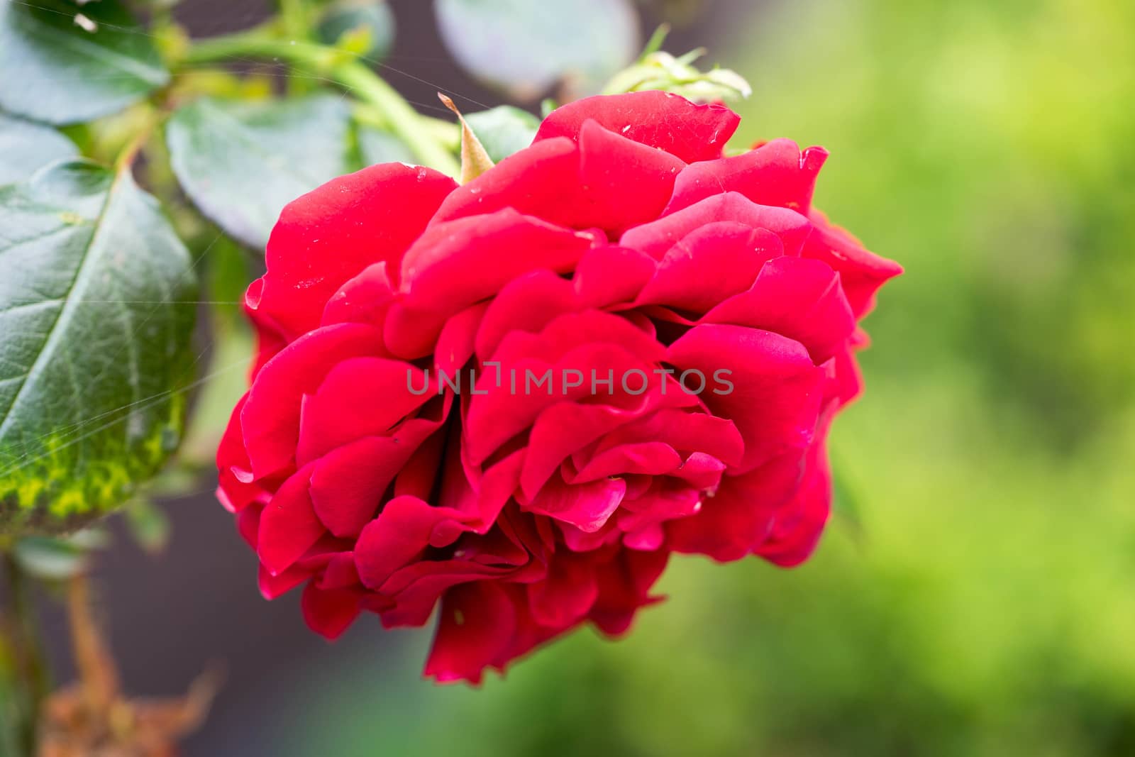 Red rose. Macro photo.