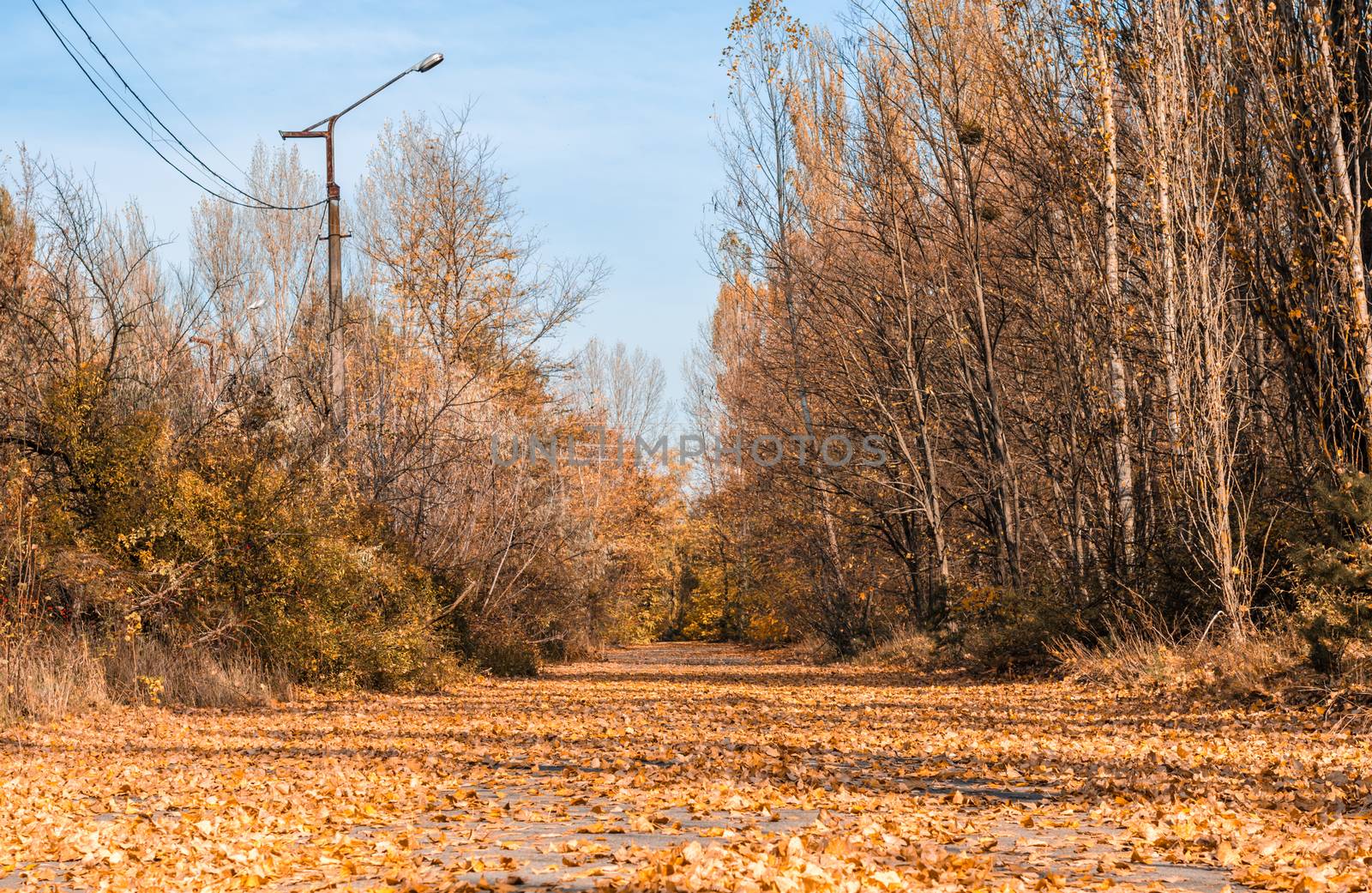 deserted street of the abandoned city of Chernobyl with trees with a lamppost and fallen yellow leaves in autumn
