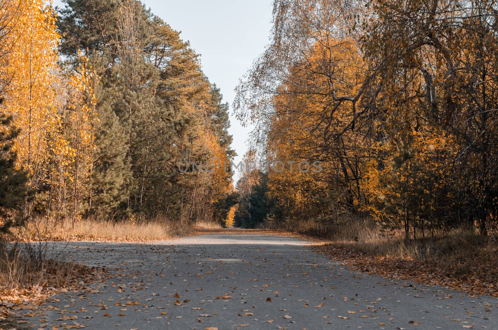 street with trees in the abandoned city of Chernobyl Ukraine in autumn
