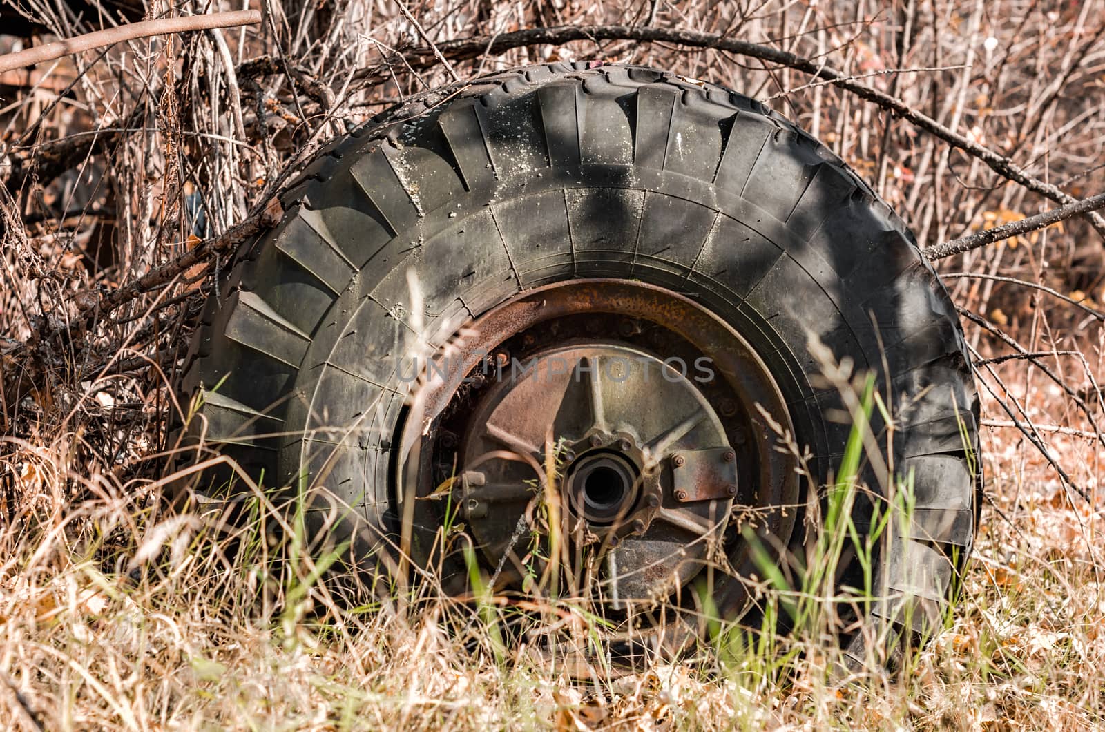 big old car wheel in the forest in Chernobyl Ukraine in autumn