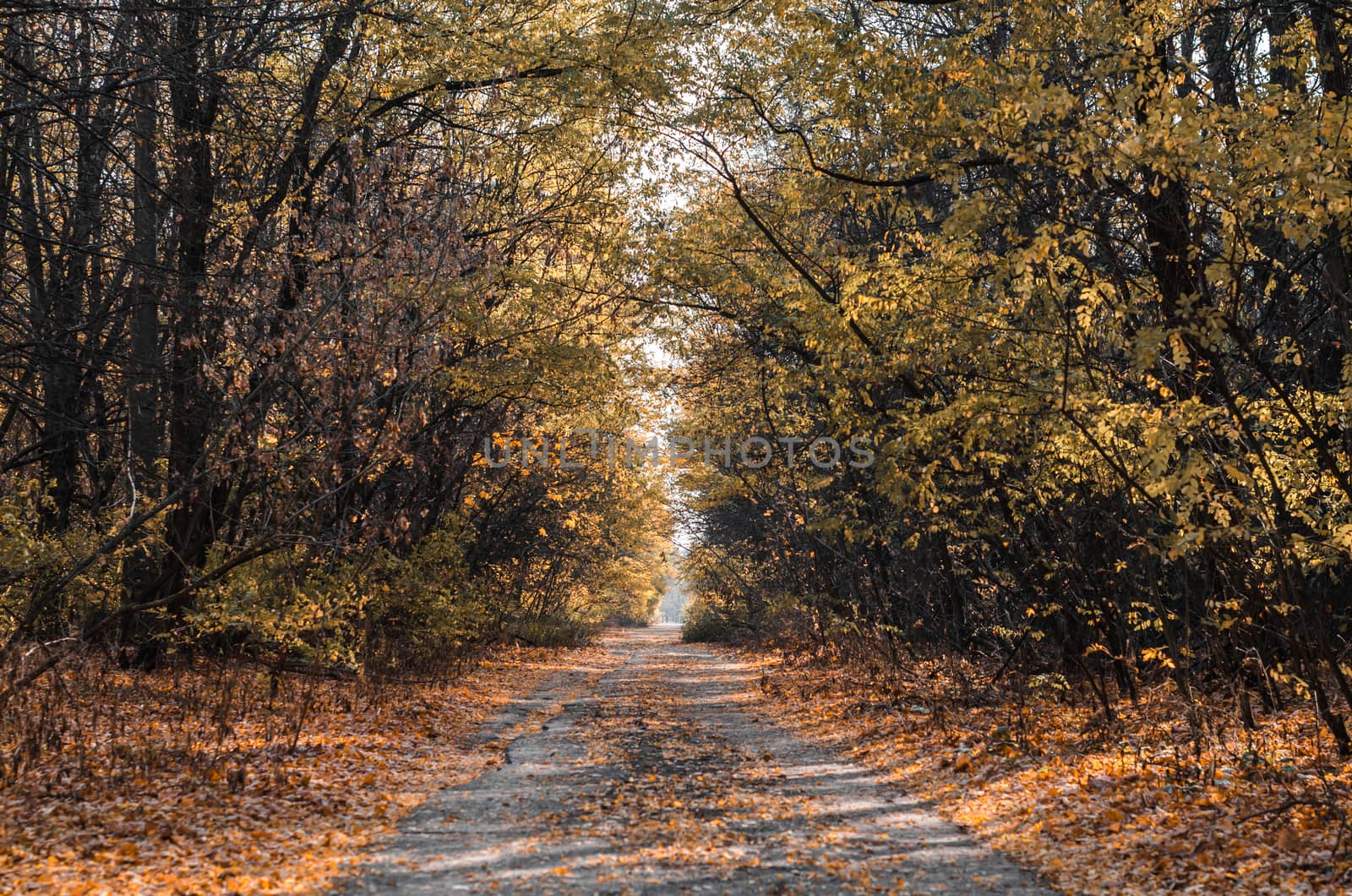 street alley with trees and fallen leaves in the abandoned city of Chernobyl Ukraine in autumn