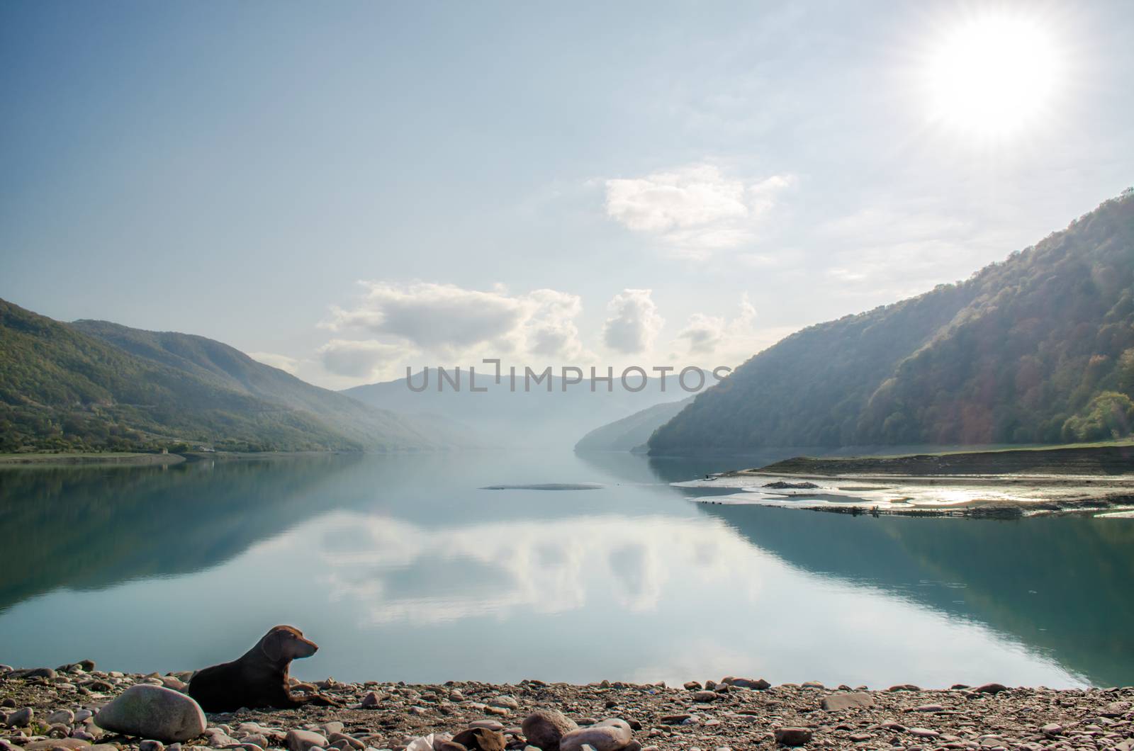 background landscape one dog on a lake beach near mountains and green forest with rays of sun in the skies of Georgia in autumn