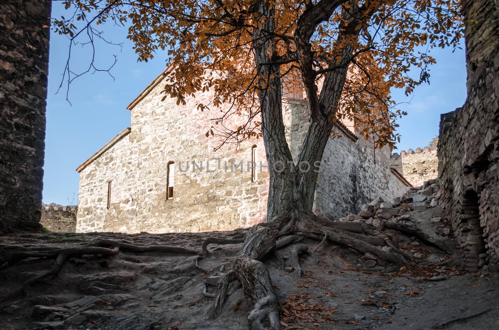 big old stone house and tree with roots in Tbilisi Georgia in autumn