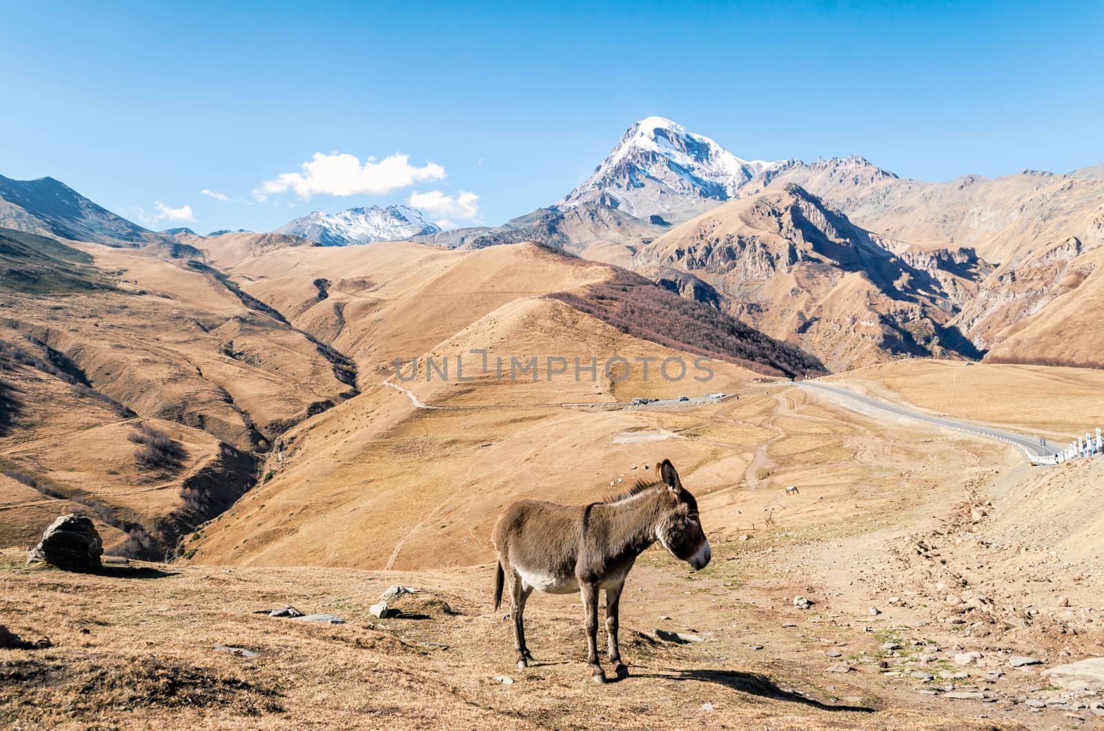 background landscape donkey by the cliff with a snowy peak in Georgia on an autumn day