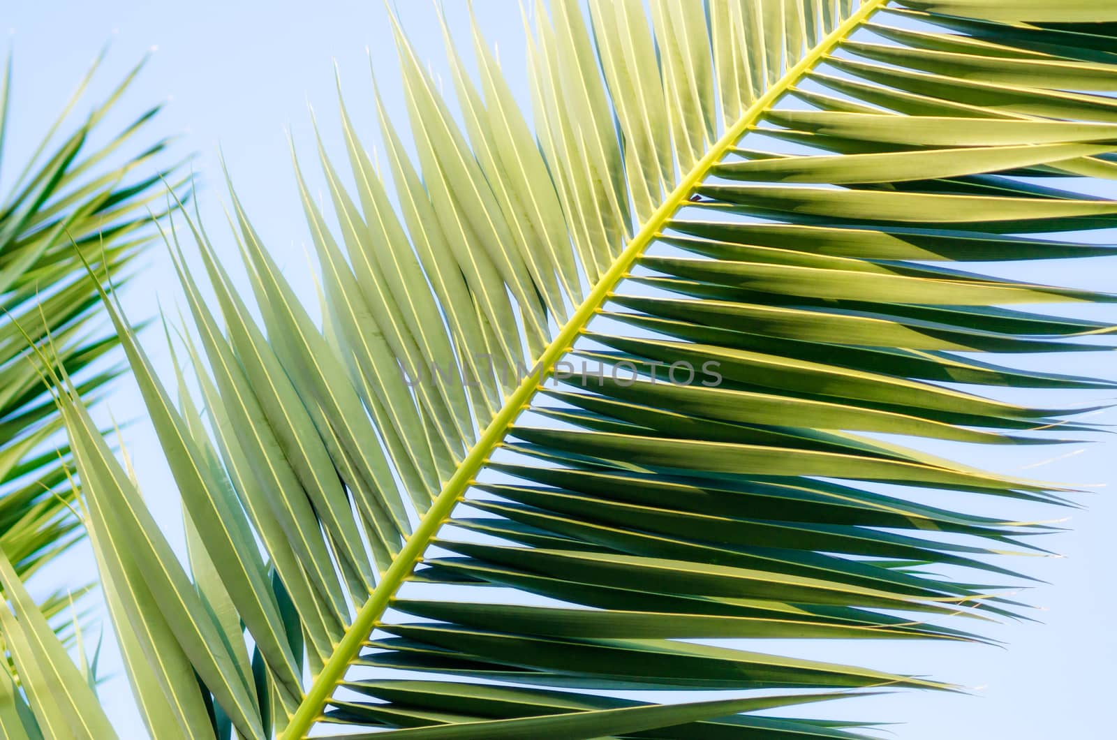 tropical background pattern green palm tree branch closeup in isolation