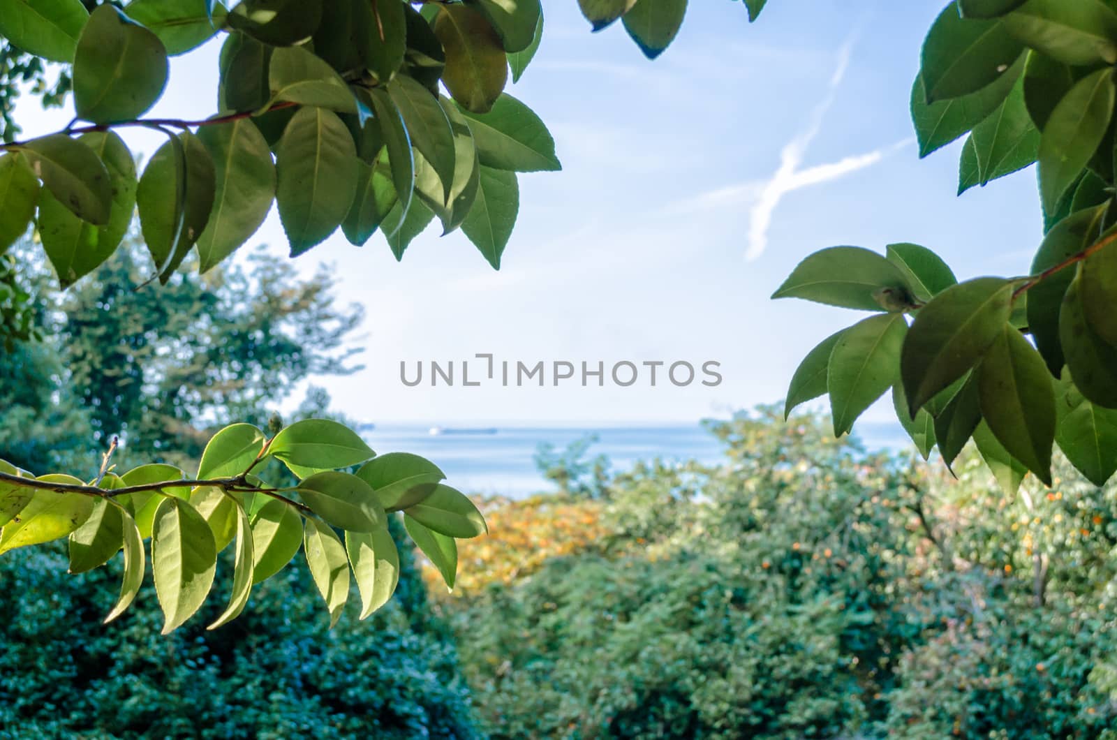 autumn landscape background sea and sky with clouds with green leaves on a tree branch