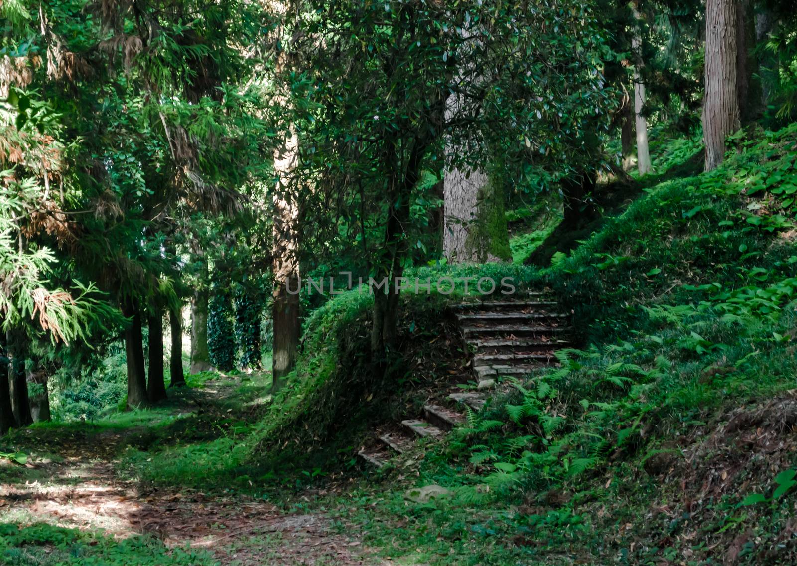 green forest with tall trees and a path with stone steps in Georgia in the afternoon in autumn