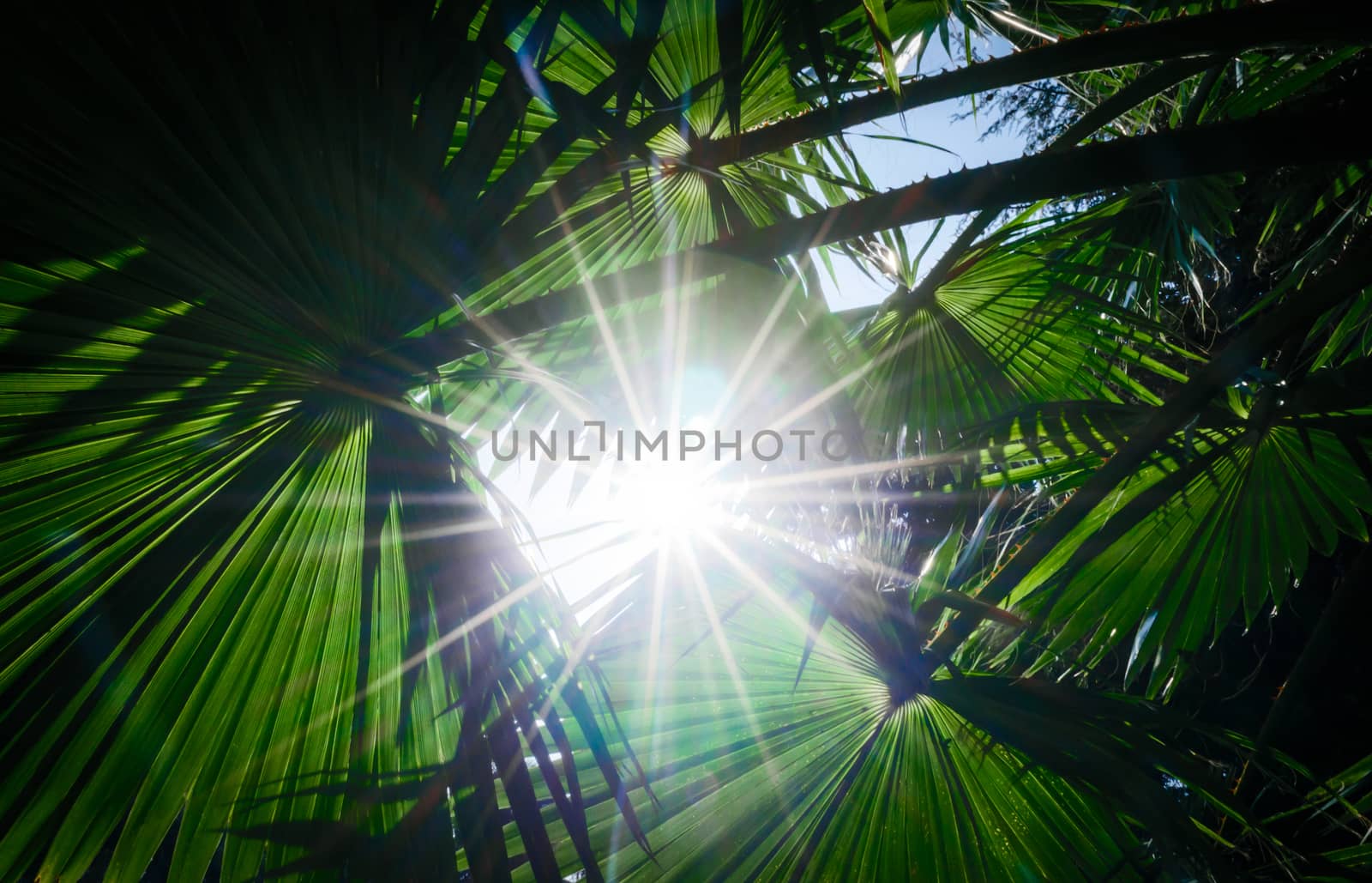 bright rays of the sun through green palm leaves tropical background