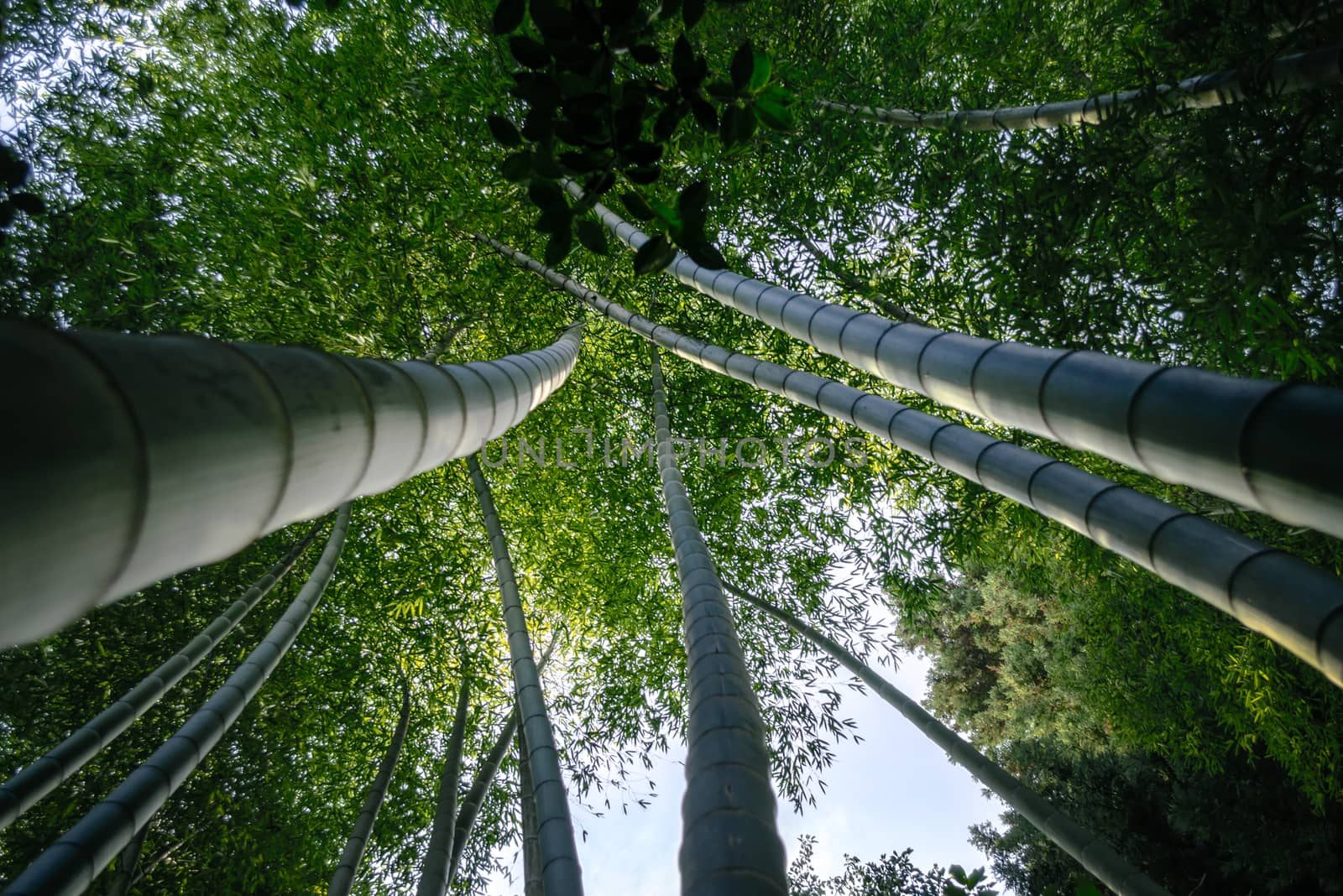 rainforest landscape with tall bamboo and green leaves