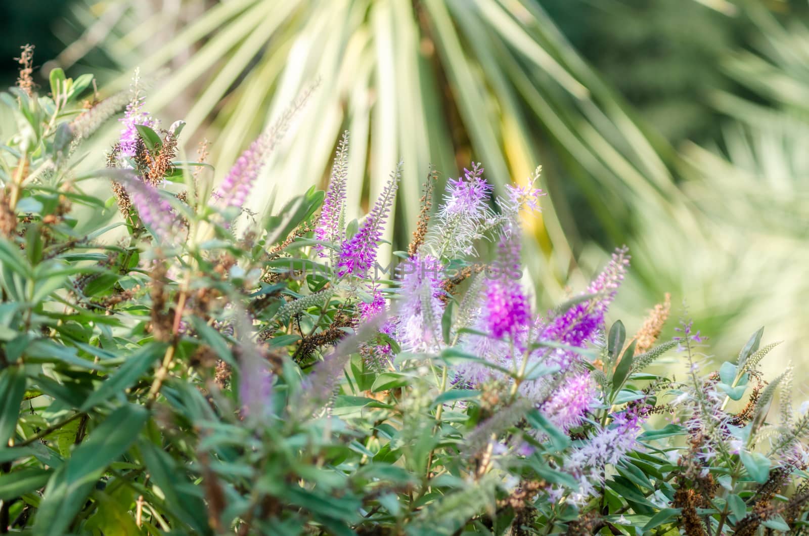 spring background fresh bright flowers and plants in the garden closeup