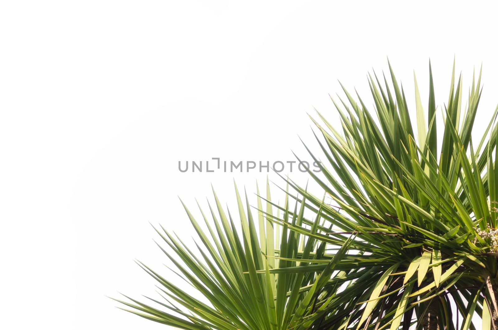 green fresh tropical plant on a white background isolated close up