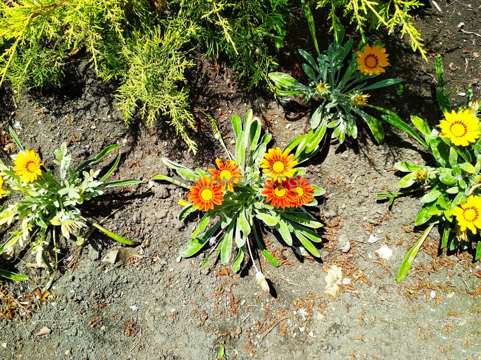 
Orange and yellow flowers with green leaves in a flowerbed.