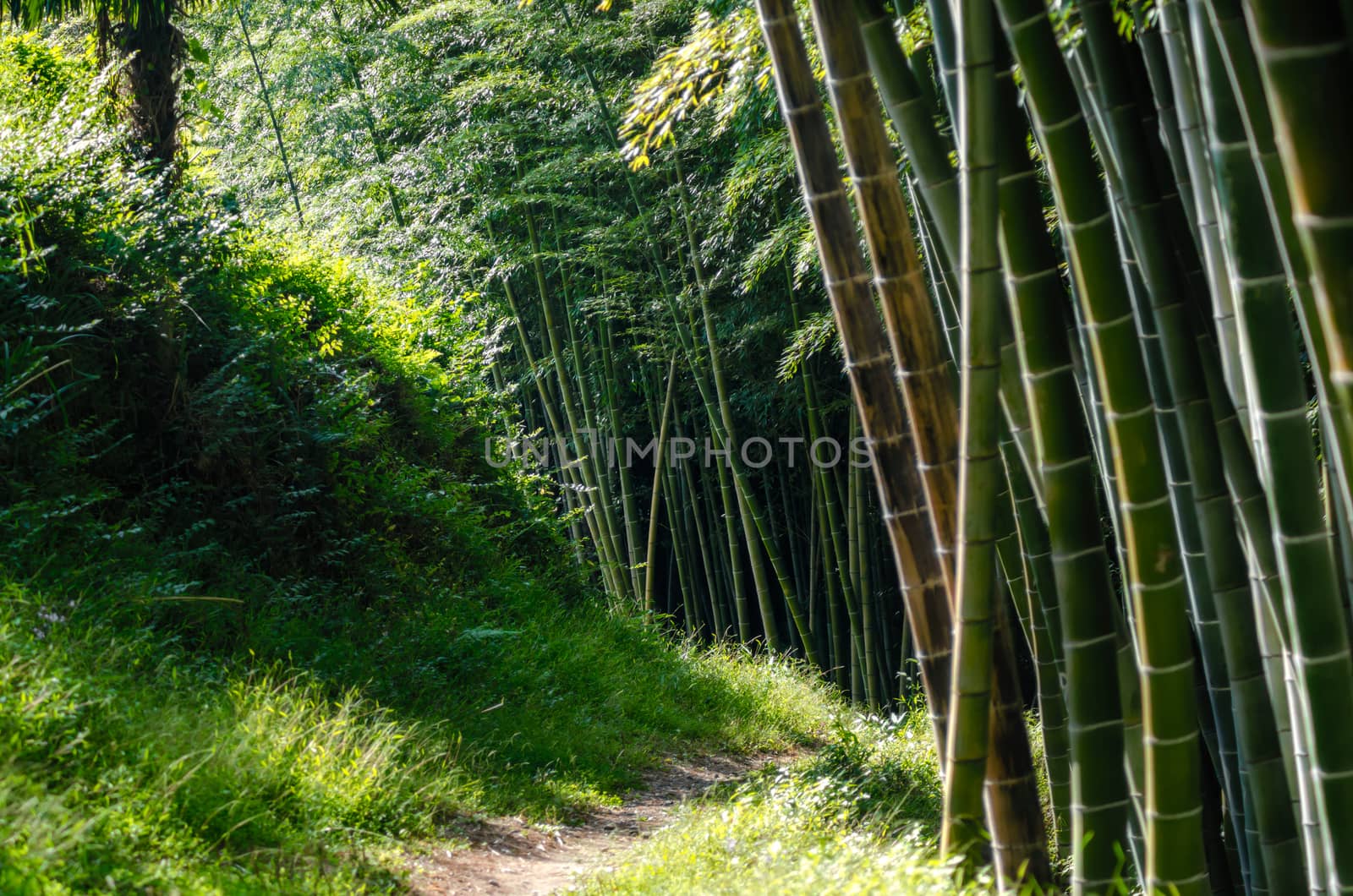background rainforest jungle with bamboo trees in Georgia in the afternoon