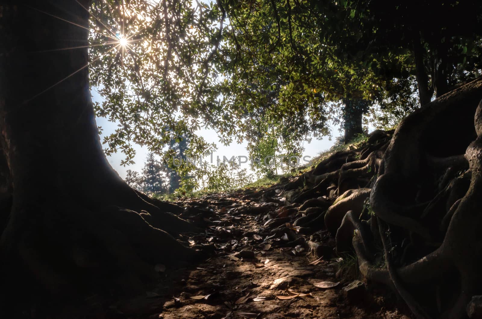 landscape road up in the forest with green trees and the sun with rays of the sun in summer