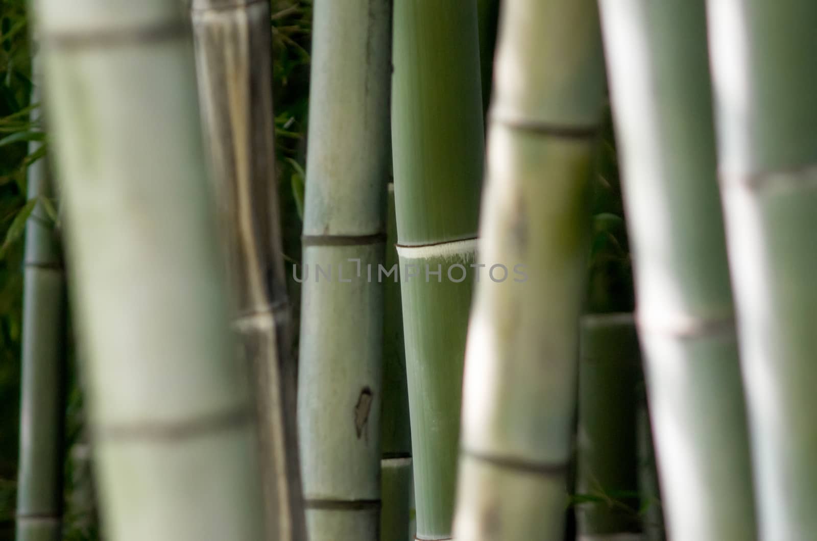 botanical pattern green bamboo garden closeup