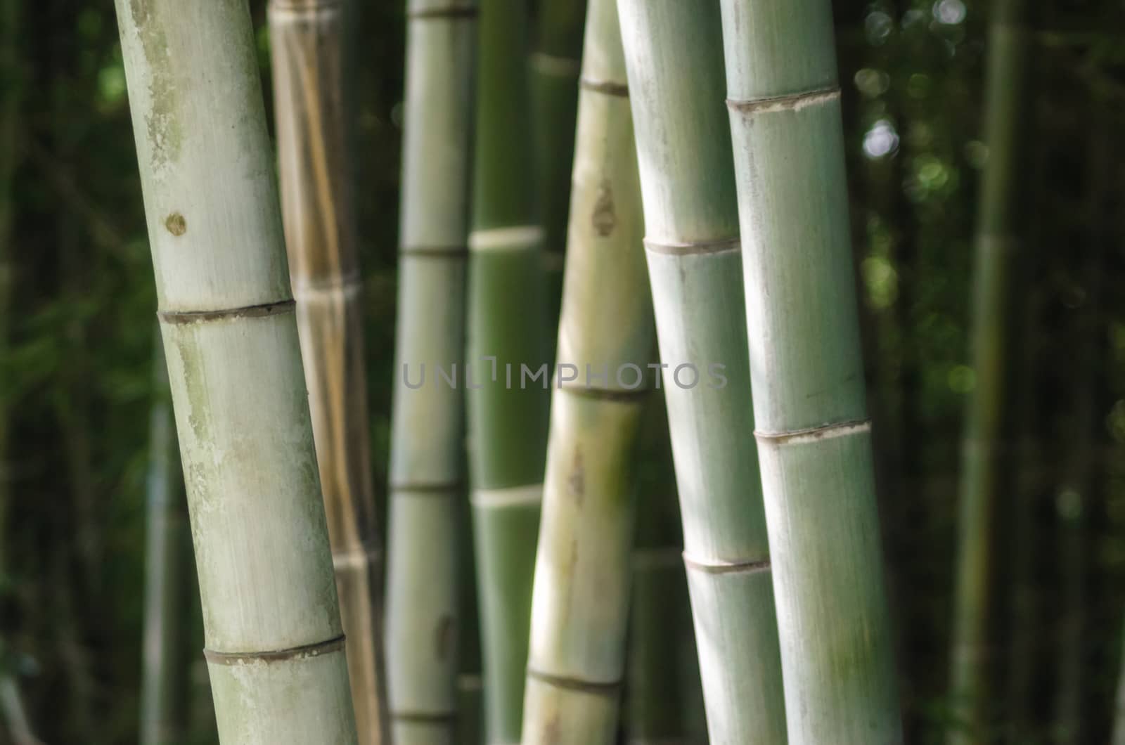 background pattern green bamboo grove closeup