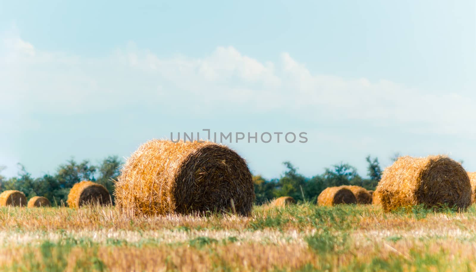 autumn landscape round haystacks in green grass on a background of trees and sky with white clouds